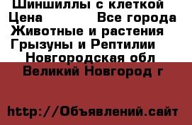 Шиншиллы с клеткой › Цена ­ 8 000 - Все города Животные и растения » Грызуны и Рептилии   . Новгородская обл.,Великий Новгород г.